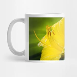 Close-up of Yellow Daylily 14 Mug